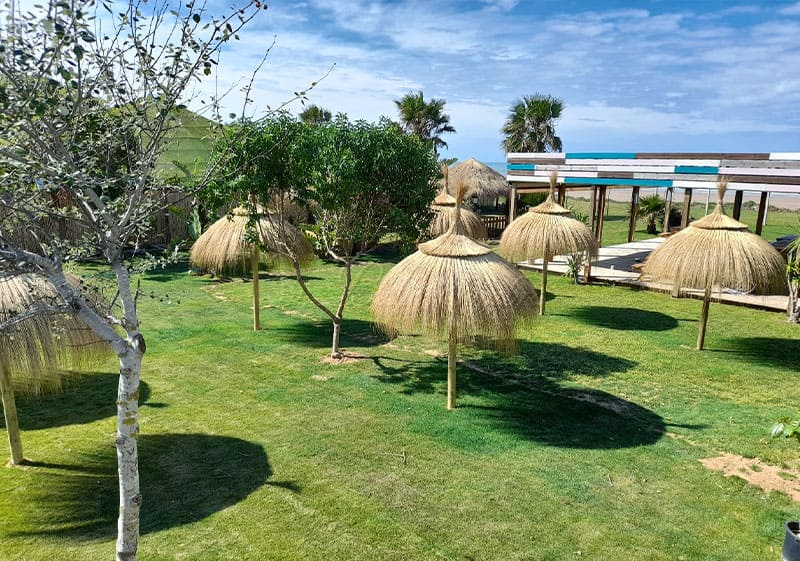 Sombrillas de Carritx o Carrizo