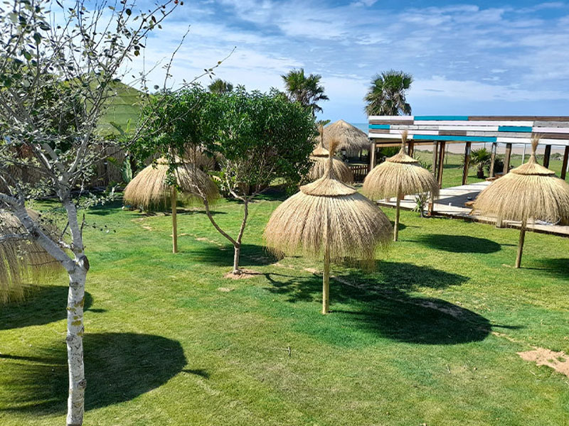 Conjunto de Sombrillas de Carritx para Chiringuito en Chipiona